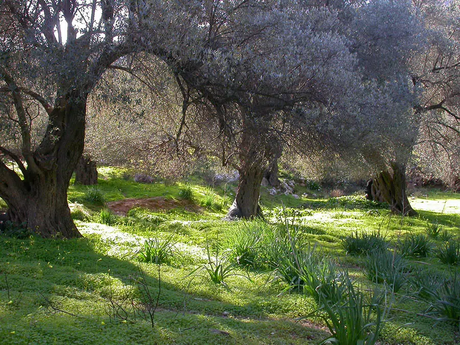 Olivos en el jardín de nuestro hotel ecológico Mourtzanakis ecoturismo resort - Creta