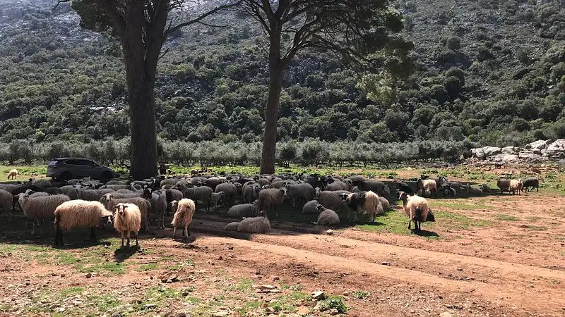 כבשה מרעה בטבע כרתים