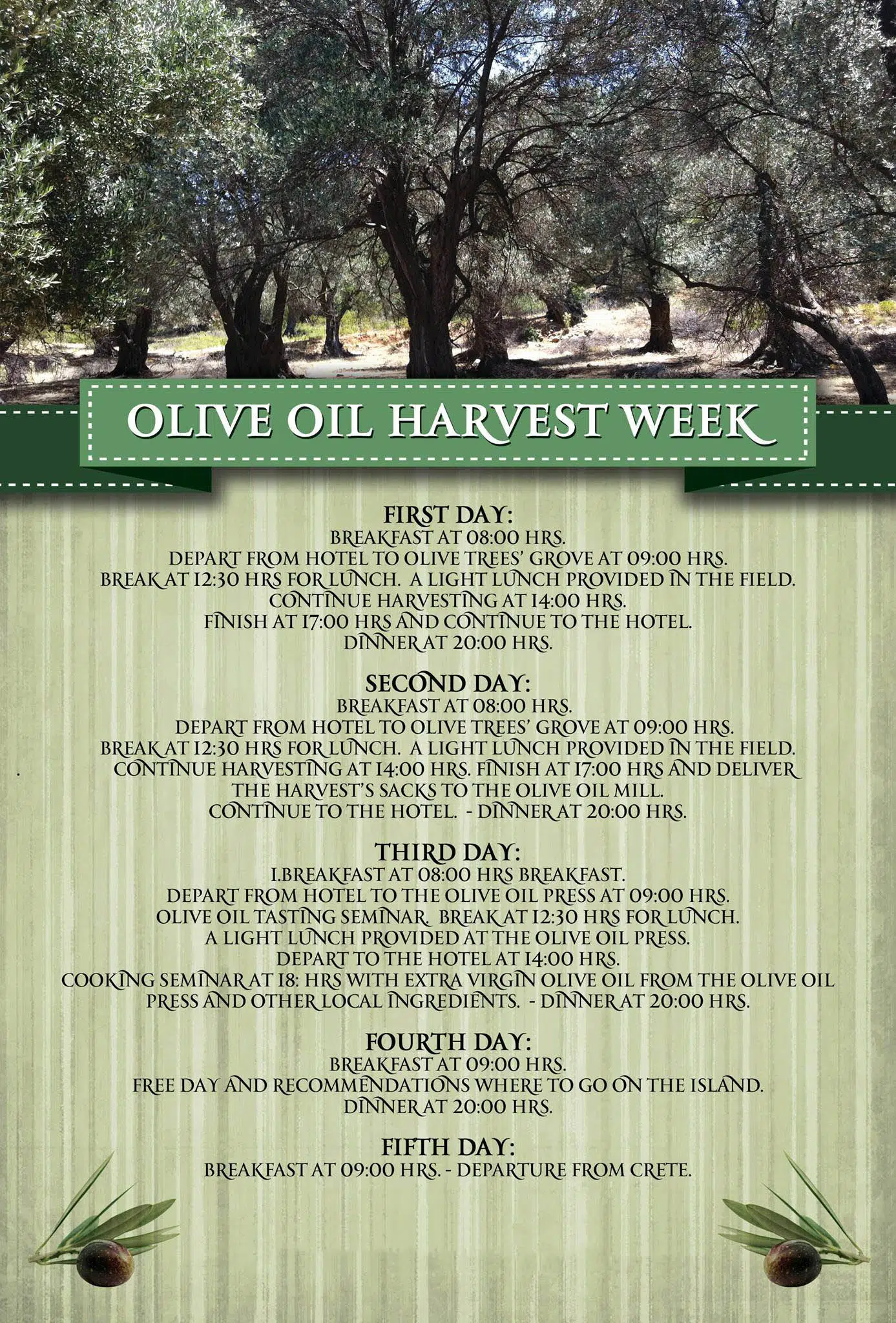 Økoturisme Kreta Grækenland - høst af olivenolie