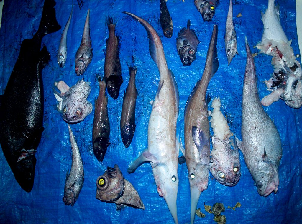 지속가능한 어업 - GREENPEACE